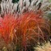 Flame Grass (Miscanthus 'Purpurascens') - 1 Gallon Pot -Plant Sale Shop miscanthus purpurascens flame grass 10