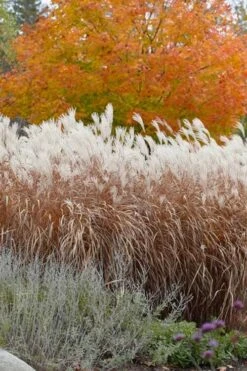 Flame Grass (Miscanthus 'Purpurascens') - 1 Gallon Pot -Plant Sale Shop miscanthus purpurascens flame grass 4