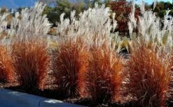 Flame Grass (Miscanthus 'Purpurascens') - 1 Gallon Pot -Plant Sale Shop miscanthus purpurascens flame grass 5