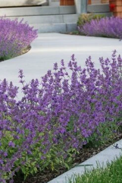 Little Trudy Catmint - 5 Pack Of Quart Pots -Plant Sale Shop nepeta little trudy catmint 3