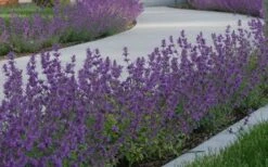 Little Trudy Catmint - 5 Pack Of Quart Pots -Plant Sale Shop nepeta little trudy catmint 5