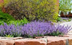 Little Trudy Catmint - 5 Pack Of Quart Pots -Plant Sale Shop nepeta little trudy catmint 8