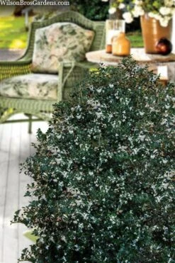 Party Princess 'Kaori Hime' Tea Olive - 7 Gallon Pot (2-3') -Plant Sale Shop osmanthus heterophyllus kaori hime party princess tea olive 15 1