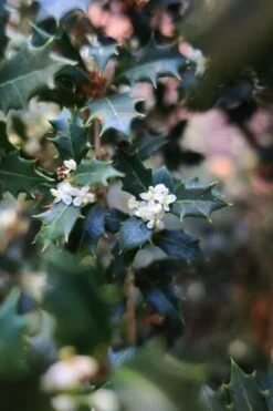 Party Princess 'Kaori Hime' Fragrant Tea Olive - 1 Gallon Pot -Plant Sale Shop osmanthus kaori hime party princess tea olive 1