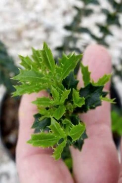 Party Princess 'Kaori Hime' Tea Olive - 7 Gallon Pot (2-3') -Plant Sale Shop osmanthus kaori hime party princess tea olive 2 1