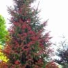 Red Tipped Norway Spruce (Picea Abies 'Rubra Spicata') - 6 Gallon Pot -Plant Sale Shop picea abies rubra spicata red tip norway sprice 4