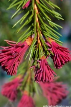 Red Tipped Norway Spruce (Picea Abies 'Rubra Spicata') - 6 Gallon Pot -Plant Sale Shop picea abies rubra spicata red tip norway spruce 6