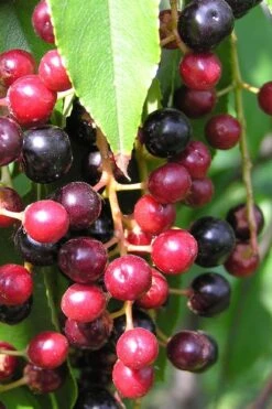 Wild Black Cherry Tree - 3 Gallon Pot -Plant Sale Shop prunus serotina wild black cherry tree 4