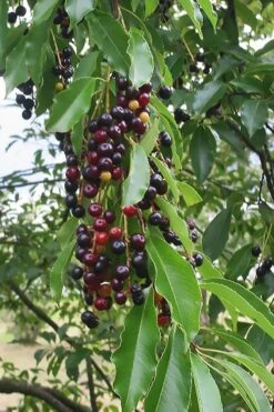 Wild Black Cherry Tree - 3 Gallon Pot -Plant Sale Shop prunus serotina wild black cherry tree 5
