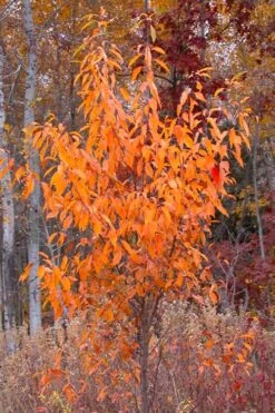 Wild Black Cherry Tree - 3 Gallon Pot -Plant Sale Shop prunus serotina wild black cherry tree 9