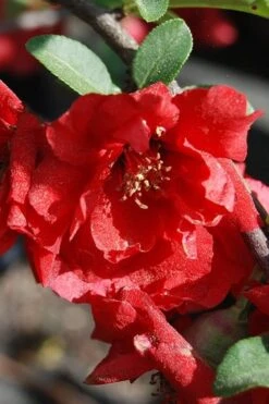 Iwai Nishiki Red Flowering Quince - 1 Gallon Pot -Plant Sale Shop quince iwai nishiki