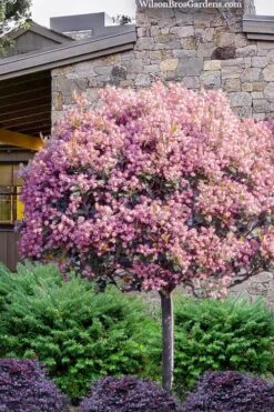 Plant Sale Shop 35 Rosalinda Indian Hawthorn Single Trunk Tree - 7 Gallon Pot (6-7')