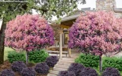 Rosalinda Indian Hawthorn Single Trunk Tree - 7 Gallon Pot (6-7') -Plant Sale Shop rhaphiolepis rosalind majestic beauty indian hawthorn tree 8