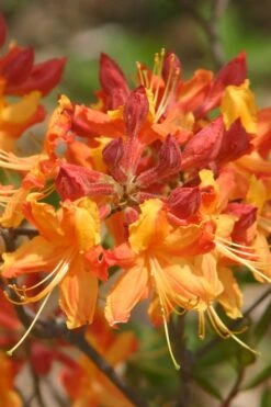 Florida Flame Native Azalea (Rhododendron Austrinum) - 3 Gallon Pot 16 Florida Flame Native Azalea (Rhododendron Austrinum) - 3 Gallon Pot -Plant Sale Shop rhododendron austrinum florida flame native azalea 5
