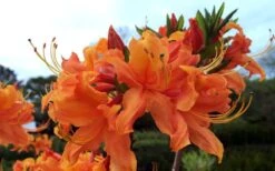 Smitty's Orange Crush Native Azalea (Rhododendron X) - 3 Gallon Pot -Plant Sale Shop rhododendron smittys orange crush native azalea 4