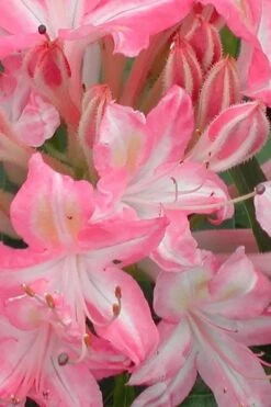 Ribbon Candy Swamp Azalea (Rhododendron Viscosum) - 2 Gallon Pot -Plant Sale Shop rhododendron viscosum ribbon candy swamp azalea 1