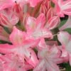 Ribbon Candy Swamp Azalea (Rhododendron Viscosum) - 2 Gallon Pot 1 Ribbon Candy Swamp Azalea (Rhododendron Viscosum) - 2 Gallon Pot -Plant Sale Shop rhododendron viscosum ribbon candy swamp azalea 2
