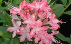 Ribbon Candy Swamp Azalea (Rhododendron Viscosum) - 2 Gallon Pot -Plant Sale Shop rhododendron viscosum ribbon candy swamp azalea 3