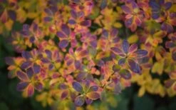 Ribbon Candy Swamp Azalea (Rhododendron Viscosum) - 2 Gallon Pot -Plant Sale Shop rhododendron viscosum swamp azalea 3