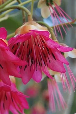 Scarlet Bells' Hong Kong Rose (Rhodoleia Henryi) - 3 Gallon Pot -Plant Sale Shop rhodoleia henryi scarlet bells hong kong rose 1