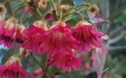 Scarlet Bells' Hong Kong Rose (Rhodoleia Henryi) - 3 Gallon Pot -Plant Sale Shop rhodoleia henryi scarlet bells hong kong rose 102