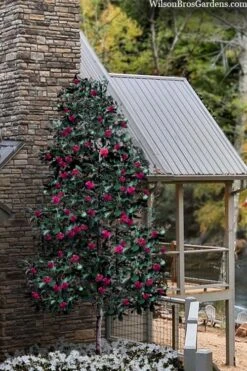 Scarlet Bells' Hong Kong Rose (Rhodoleia Henryi) - 3 Gallon Pot -Plant Sale Shop rhodoleia henryi scarlet bells hong kong rose 106