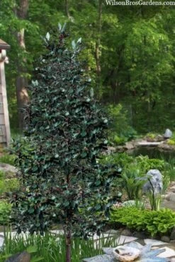 Scarlet Bells' Hong Kong Rose (Rhodoleia Henryi) - 3 Gallon Pot -Plant Sale Shop rhodoleia henryi scarlet bells hong kong rose 20