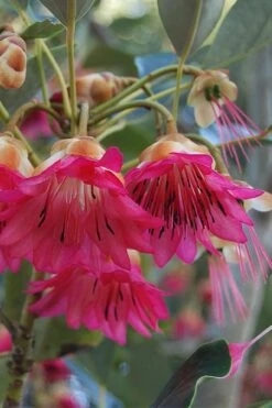 Scarlet Bells' Hong Kong Rose (Rhodoleia Henryi) - 3 Gallon Pot -Plant Sale Shop rhodoleia henryi scarlet bells hong kong rose 3
