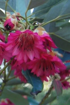 Scarlet Bells' Hong Kong Rose (Rhodoleia Henryi) - 3 Gallon Pot -Plant Sale Shop rhodoleia henryi scarlet bells hong kong rose 4