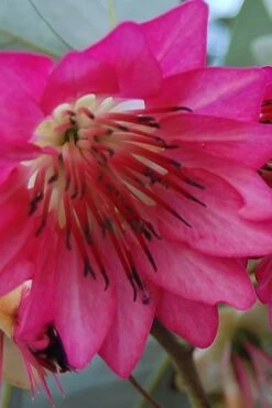 Scarlet Bells' Hong Kong Rose (Rhodoleia Henryi) - 3 Gallon Pot -Plant Sale Shop rhodoleia henryi scarlet bells hong kong rose 5