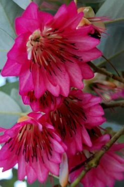 Scarlet Bells' Hong Kong Rose (Rhodoleia Henryi) - 3 Gallon Pot -Plant Sale Shop rhodoleia henryi scarlet bells hong kong rose 7