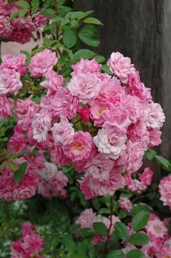 Peggy Martin Climbing Rose - 3 Gallon Pot -Plant Sale Shop rosa peggy martin climbing rose 1