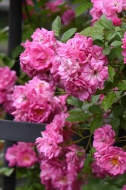 Peggy Martin Climbing Rose - 3 Gallon Pot -Plant Sale Shop rosa peggy martin climbing rose 10