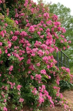 Peggy Martin Climbing Rose - 3 Gallon Pot -Plant Sale Shop rosa peggy martin climbing rose 2