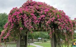 Peggy Martin Climbing Rose - 3 Gallon Pot -Plant Sale Shop rosa peggy martin climbing rose 7