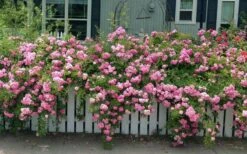 Peggy Martin Climbing Rose - 3 Gallon Pot -Plant Sale Shop rosa peggy martin climbing rose 8