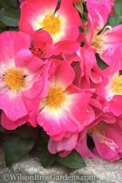 Pink Drift Groundcover Rose - 2 Gallon Pot -Plant Sale Shop rose pink drift 11