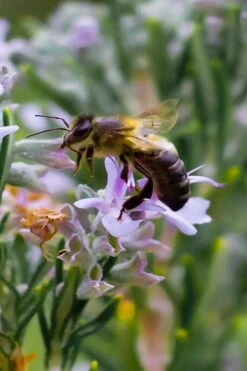 Salem Rosemary - 1 Gallon Pot -Plant Sale Shop rosmarinus officinalis salem rosemary 6