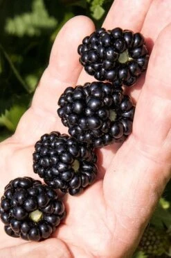 Plant Sale Shop 27 Ponca Thornless Blackberry - 1 Gallon Pot