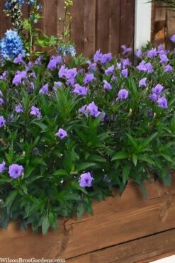 Mayan Compact Purple Mexican Petunia (Ruellia) - 5 Pack Quart Pots -Plant Sale Shop ruellia simplex mayan compact purple mexican petunia 4