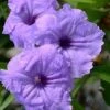 Mayan Compact Purple Mexican Petunia (Ruellia) - 5 Pack Quart Pots 2 Mayan Compact Purple Mexican Petunia (Ruellia) - 5 Pack Quart Pots -Plant Sale Shop ruellia simplex nayan compact purple mexican petunia 1