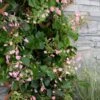 Rose Sensation Pink Climbing Hydrangea Vine - 1 Gallon Pot -Plant Sale Shop schizophragma hydrangeoides rose sensation climbing hydrangea 101
