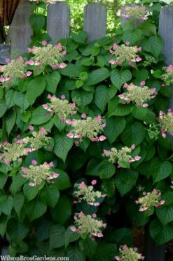 Rose Sensation Pink Climbing Hydrangea Vine - 1 Gallon Pot -Plant Sale Shop schizophragma hydrangeoides rose sensation climbing hydrangea 104