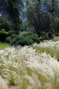 Peruvian Feather Grass (Stipa Ichu) - 1 Gallon Pot -Plant Sale Shop stipa ichu peruvian feather grass 12