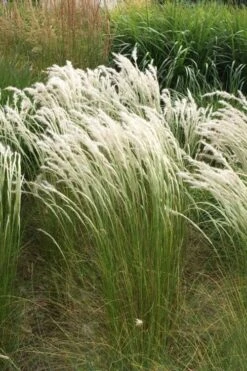 Peruvian Feather Grass (Stipa Ichu) - 1 Gallon Pot -Plant Sale Shop stipa ichu peruvian feather grass 14