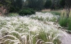 Peruvian Feather Grass (Stipa Ichu) - 1 Gallon Pot -Plant Sale Shop stipa ichu peruvian feather grass 4