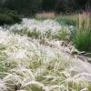 Peruvian Feather Grass (Stipa Ichu) - 1 Gallon Pot -Plant Sale Shop stipa ichu peruvian feather grass 5