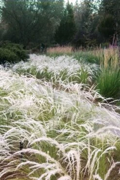 Plant Sale Shop 21 Peruvian Feather Grass (Stipa Ichu) - 1 Gallon Pot