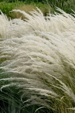 Peruvian Feather Grass (Stipa Ichu) - 1 Gallon Pot -Plant Sale Shop stipa ichu peruvian feather grass 7