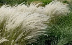 Peruvian Feather Grass (Stipa Ichu) - 1 Gallon Pot -Plant Sale Shop stipa ichu peruvian feather grass 8